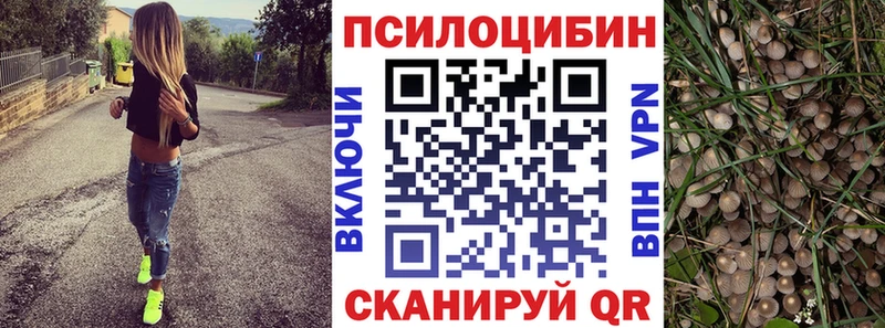 дарнет шоп  Приозерск  Псилоцибиновые грибы ЛСД 